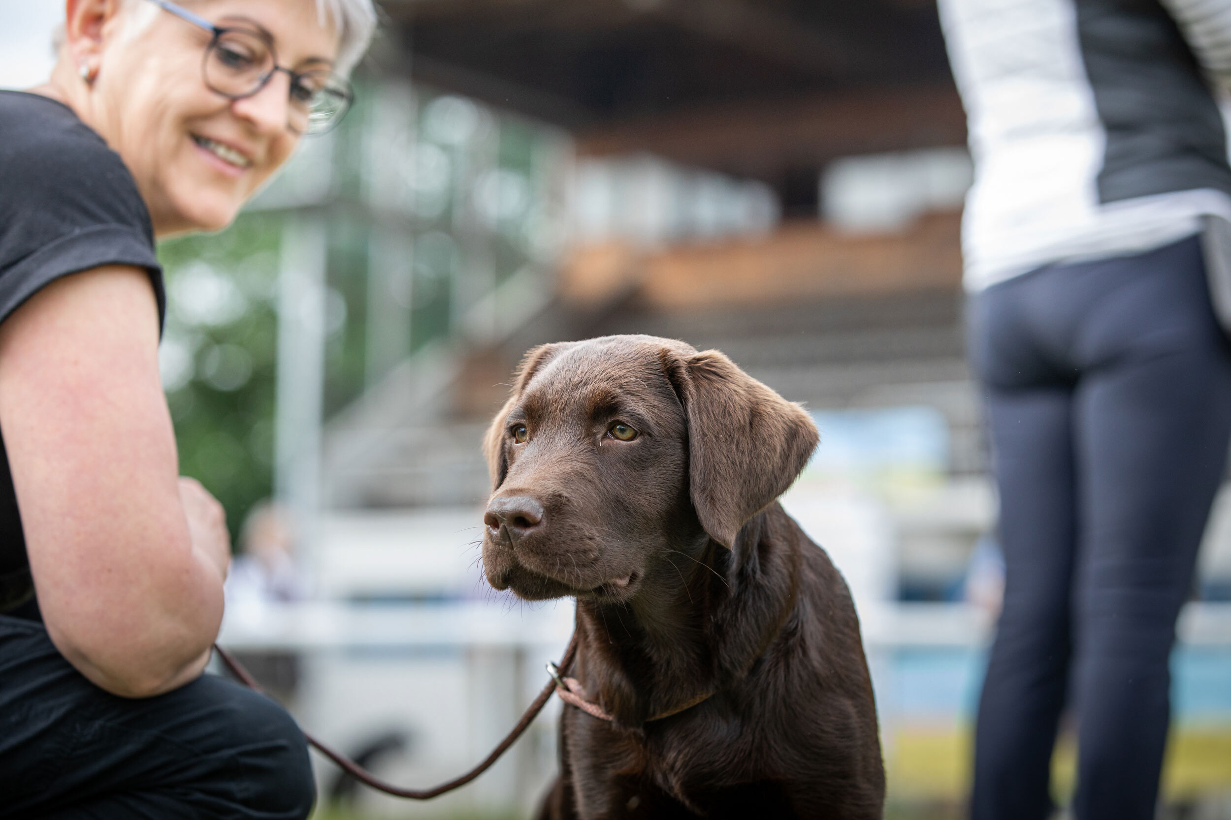 Labrador Retriever